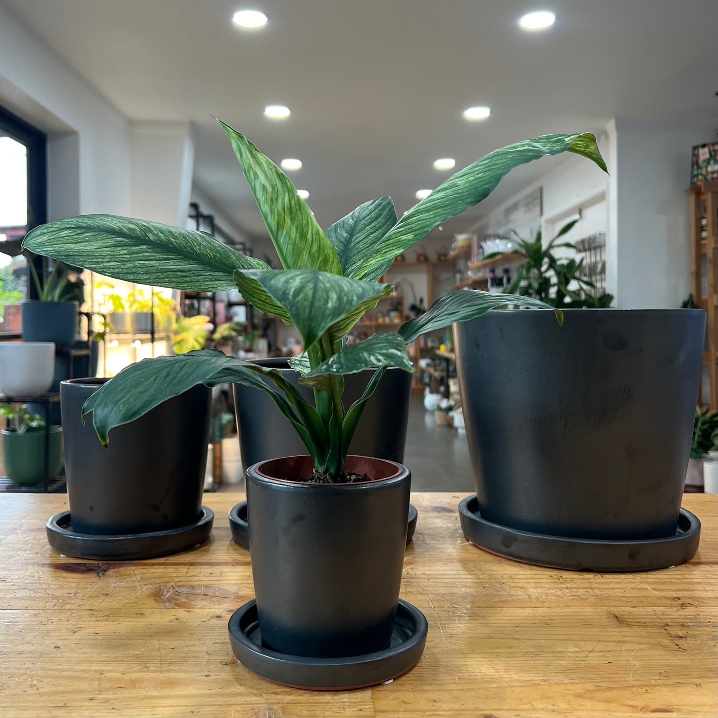 Mini Bucket Indoor Planter