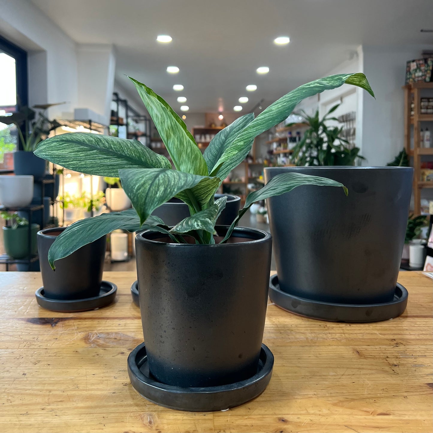 Mini Bucket Indoor Planter