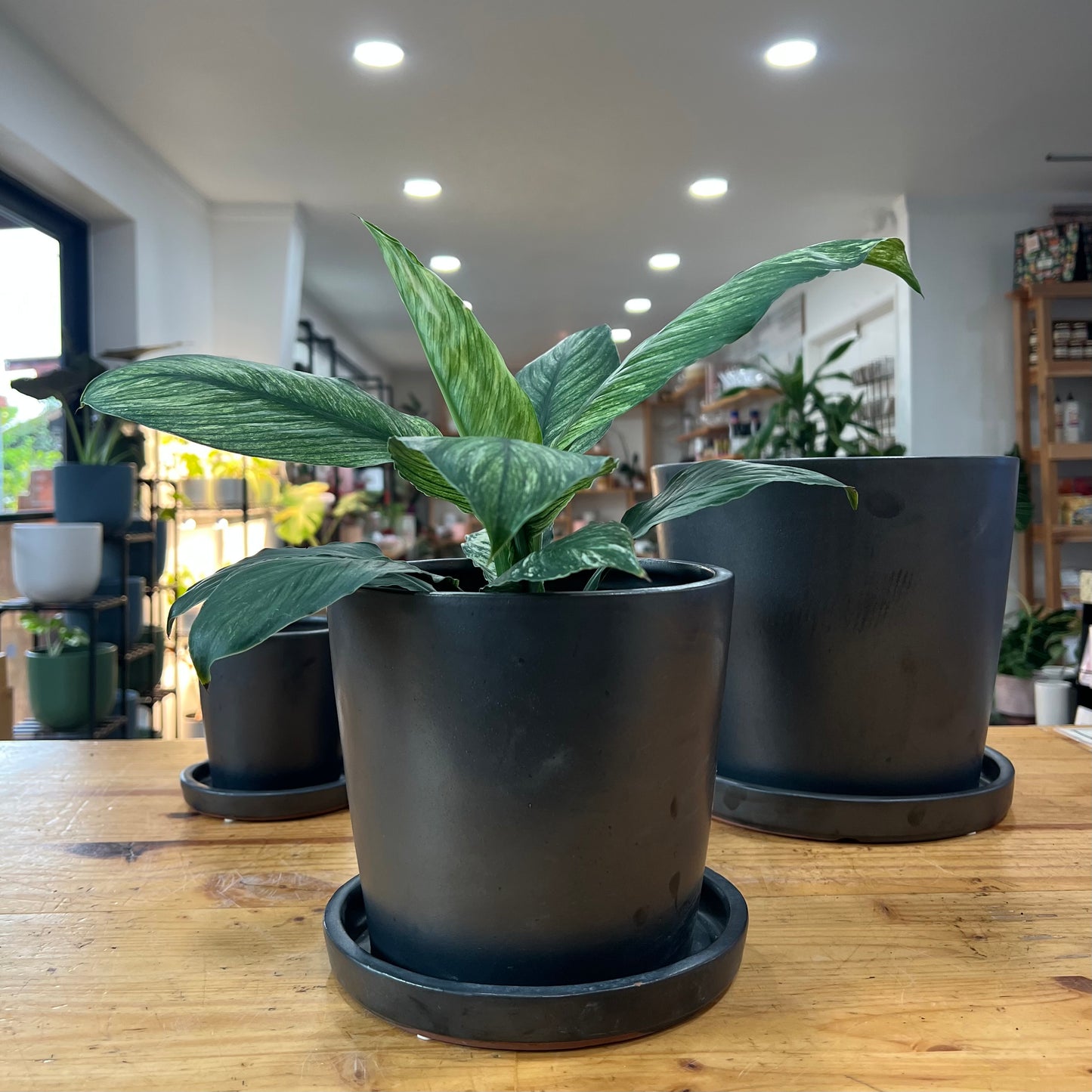 Mini Bucket Indoor Planter
