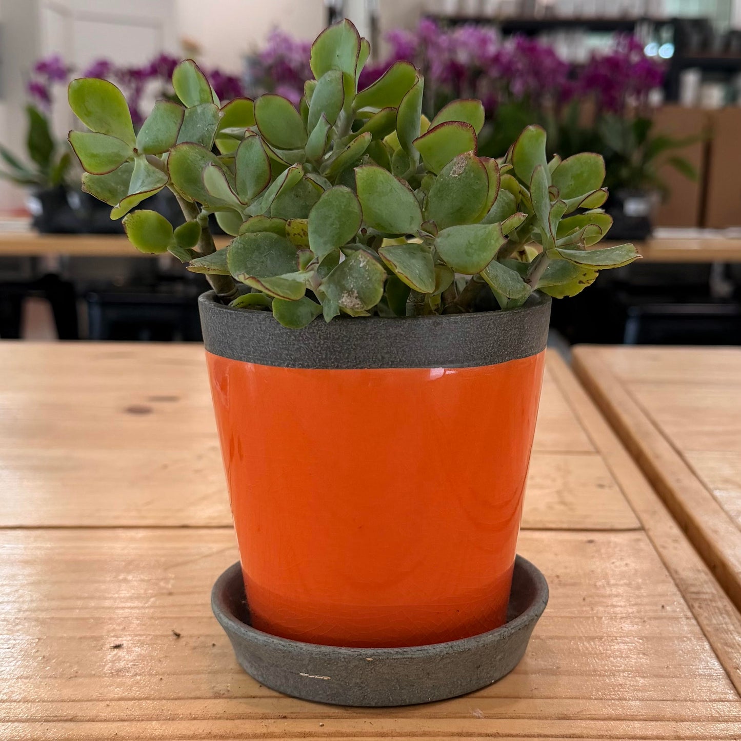 Bellmore Planter