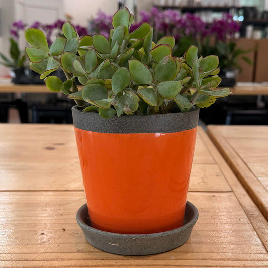 Bellmore Planter