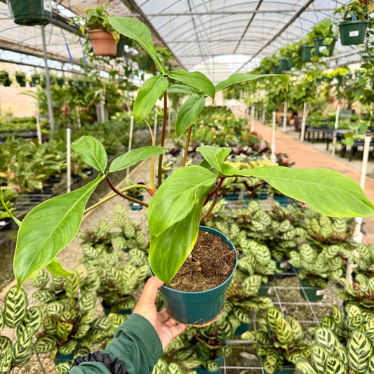 Philodendron 'Bette Waterbury'