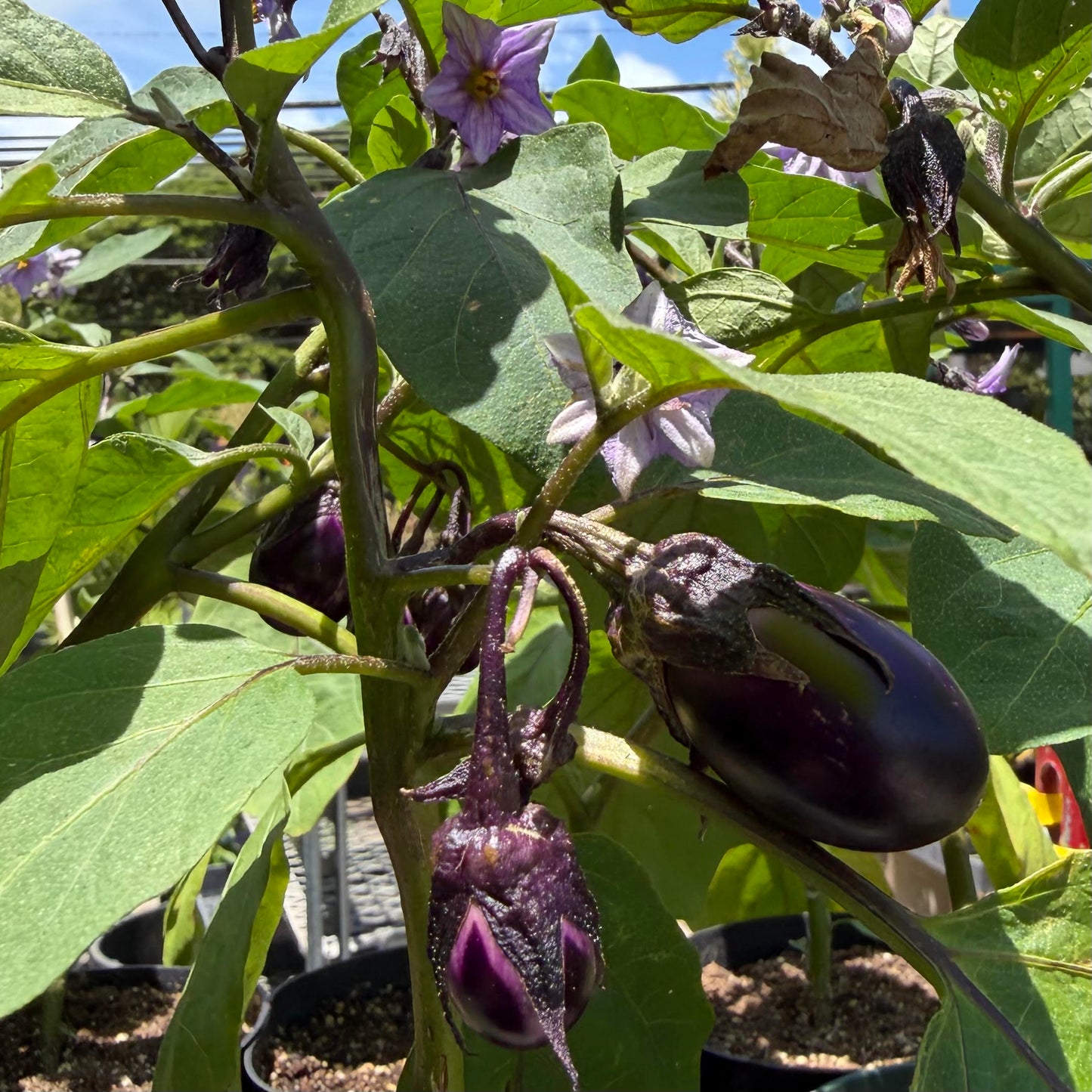 Eggplant, Assorted