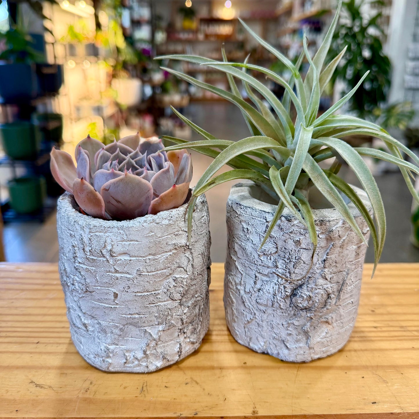 3.75" Birch Cactus Candle Holer