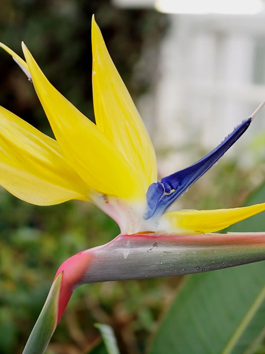Strelitzia reginae 'Mandela's Gold', "Bird Of Paradise"