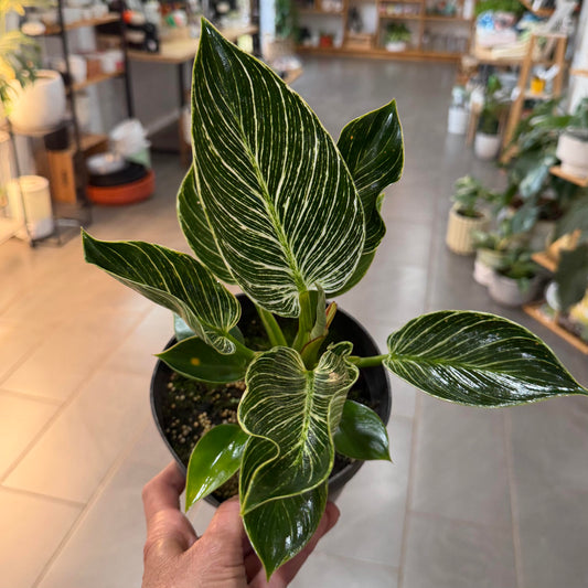 Philodendron 'Birkin'