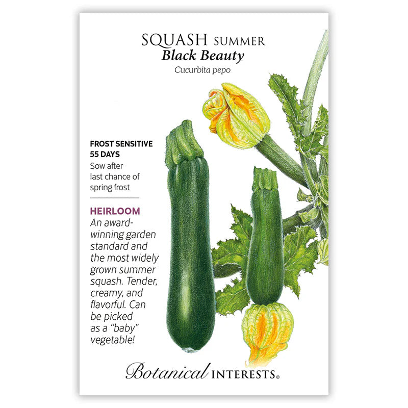 Squash seeds 'Black Beauty'