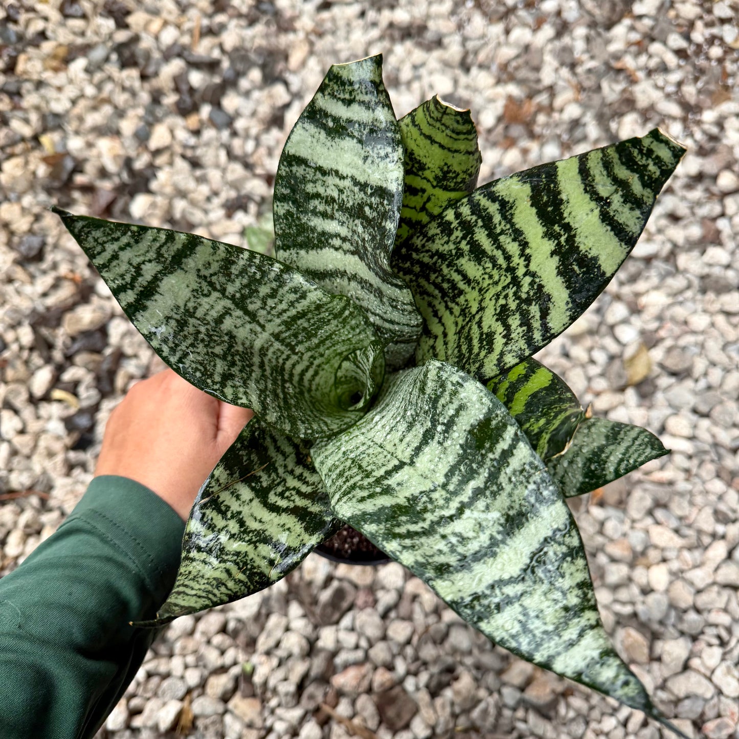 Sansevieria ʻBlack coralʻ