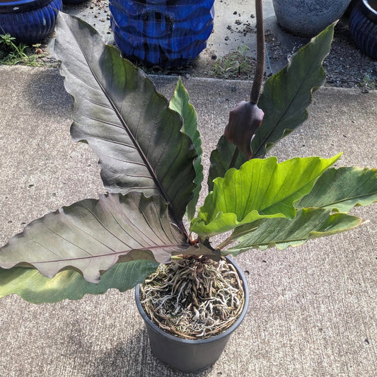 Anthurium 'Black Dragon'