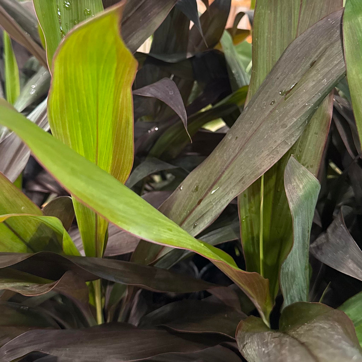 Cordyline fruticosa 'Black Magic (Ti Leaf)