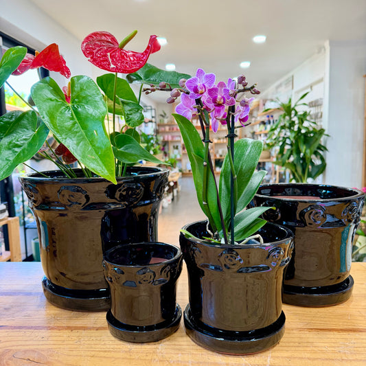 Black Rose Indoor Planter