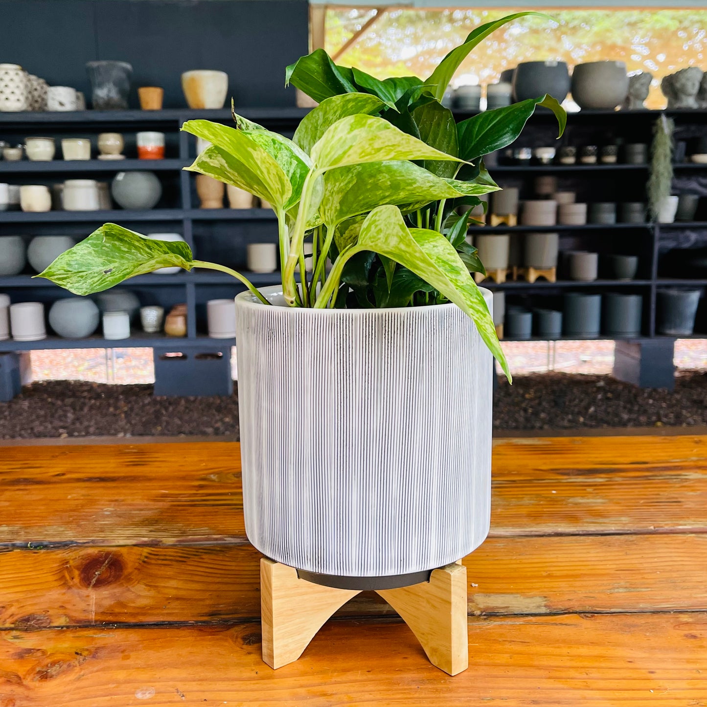 Black Stripped Pot with Wood Stand