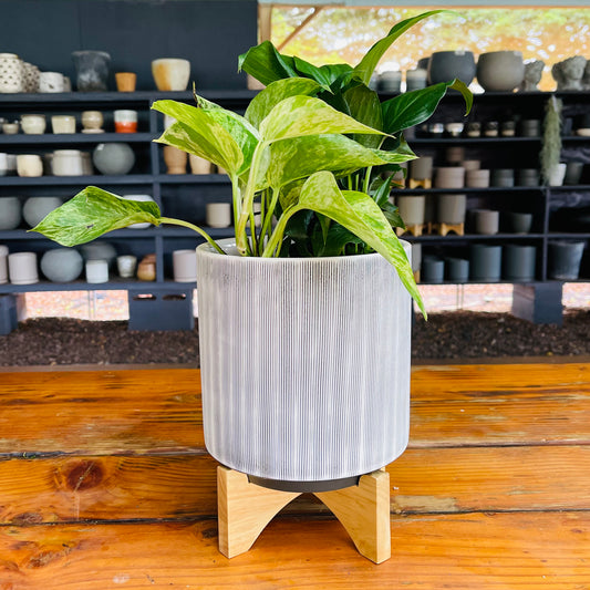 Black Stripped Pot with Wood Stand