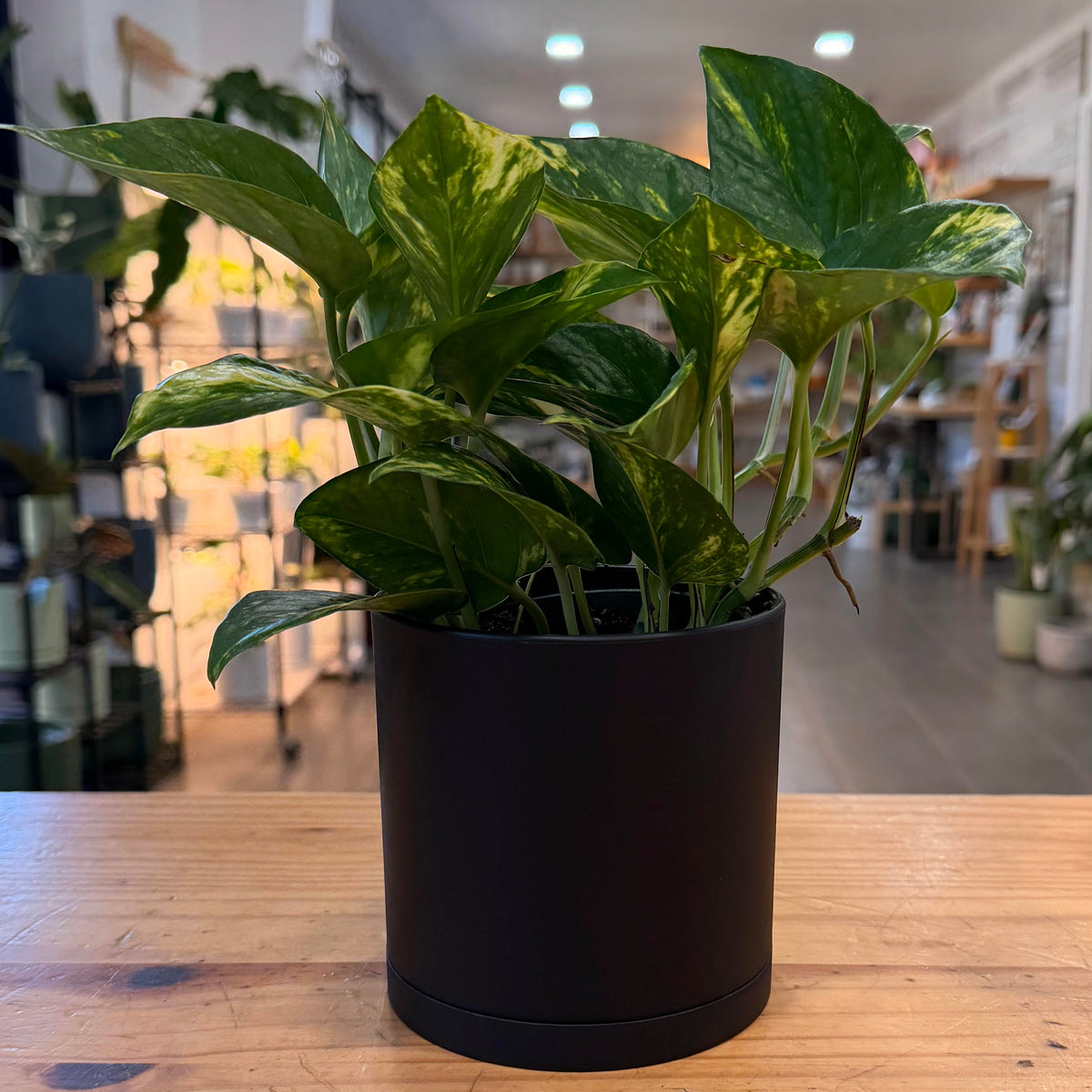 Divine Plastic Planter with Saucer
