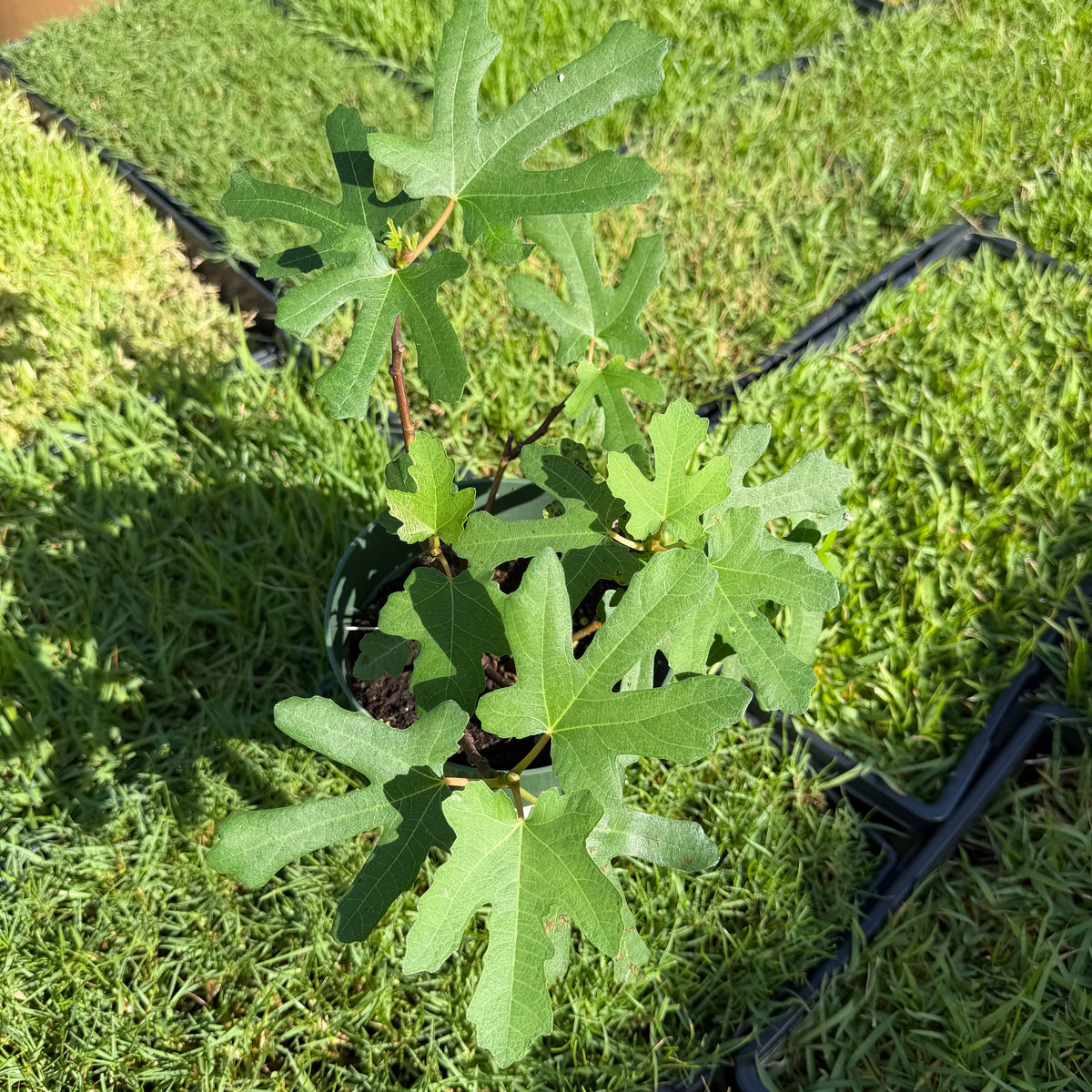 Ficus carica 'Black Mission' (Fig)