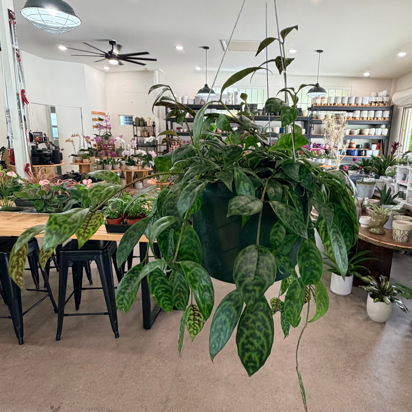 Aeschynanthus longicaulis (Black Pagoda Lipstick Plant)