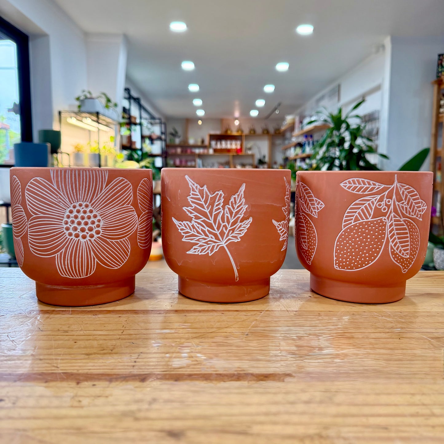 Bloom Terracotta Planter