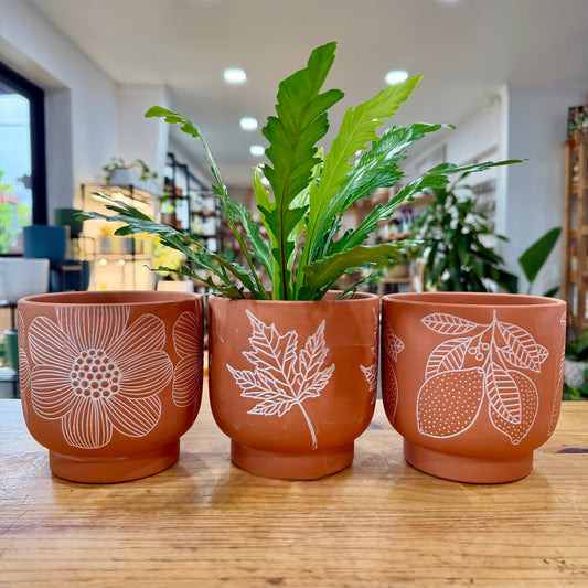 Bloom Terracotta Planter