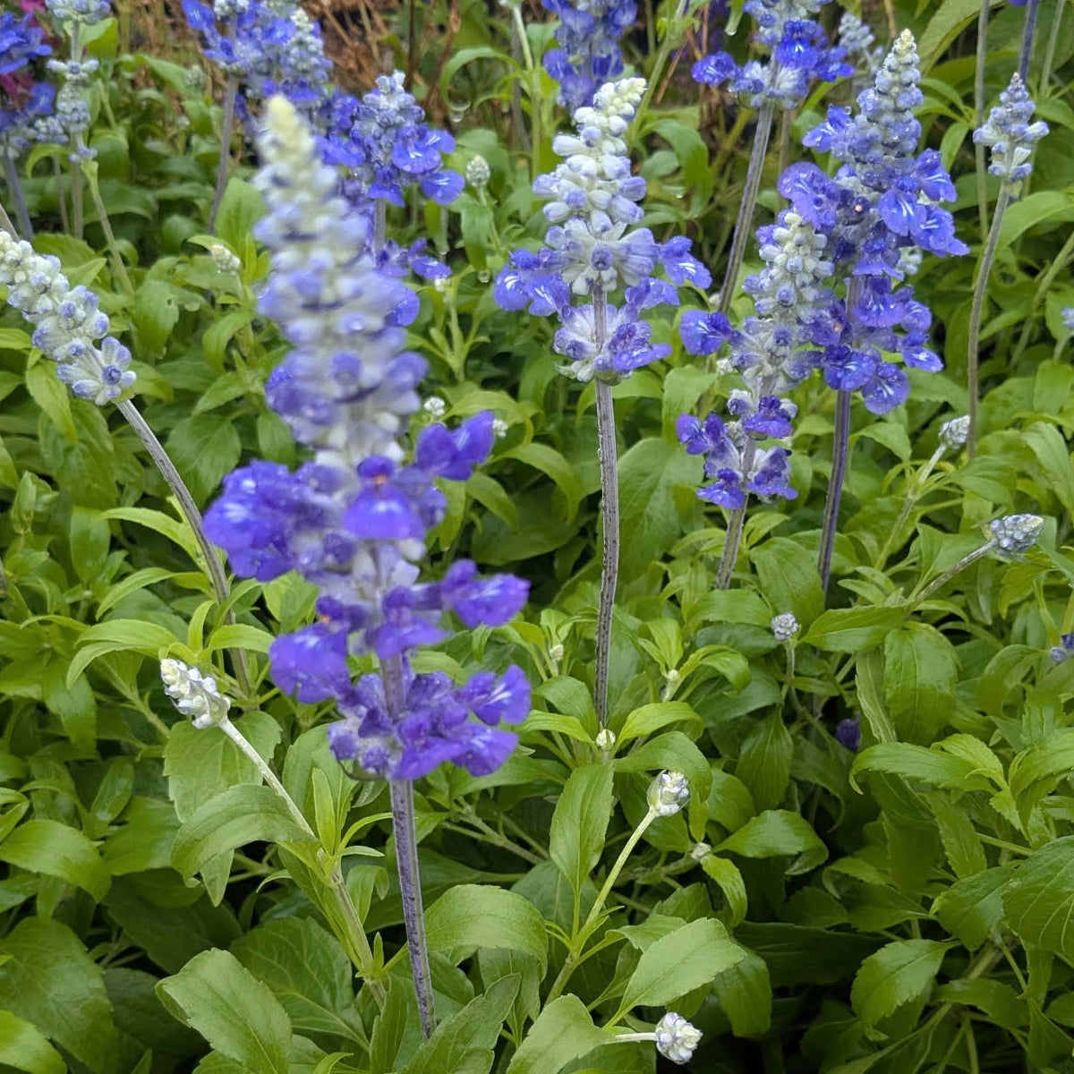 Salvia azurea 'Blue Salvia'