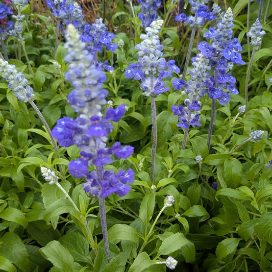Salvia azurea 'Blue Salvia'