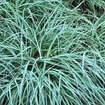 Carex flacca 'Blue zinger'