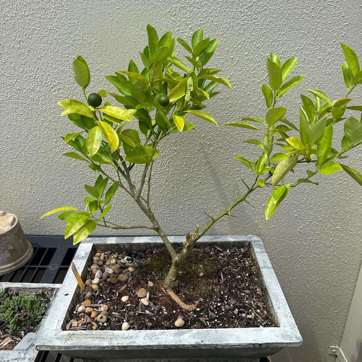Bonsai - Calamondin Lime Tree Concrete Planter