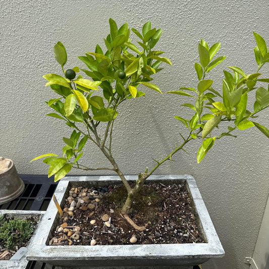 Bonsai — Calamondin Lime Tree Concrete Planter