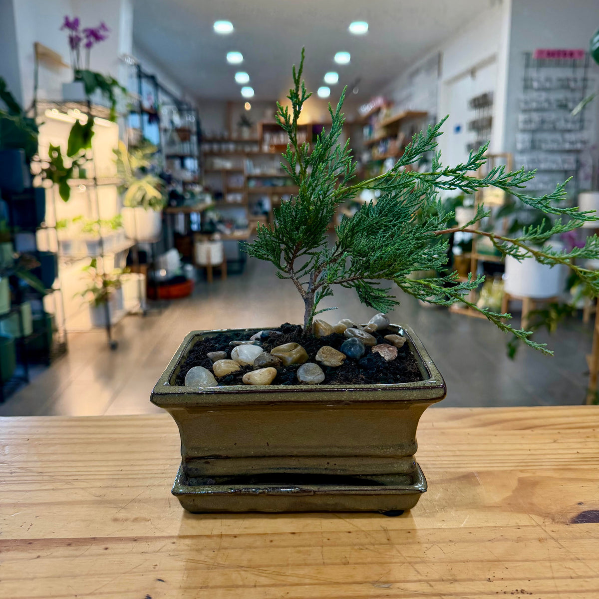 Bonsai — Juniper Sea Spray Arrangement