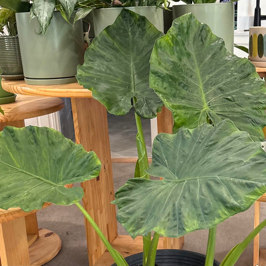 Alocasia 'Borneo King'