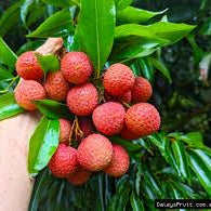 Bosworth Lychee, B-3