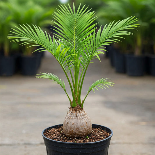Bottle Palm