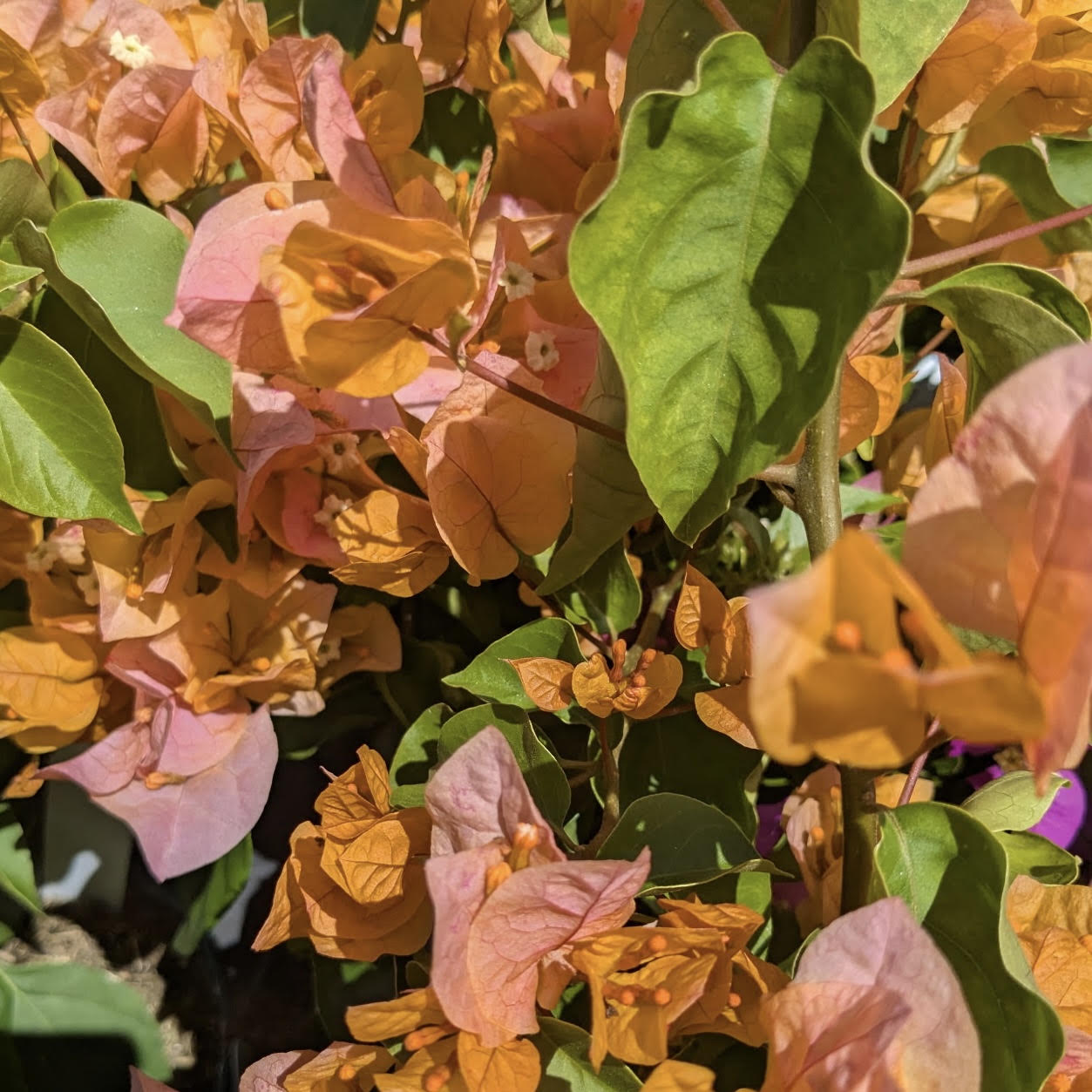 Bougainvillea 'California Gold'