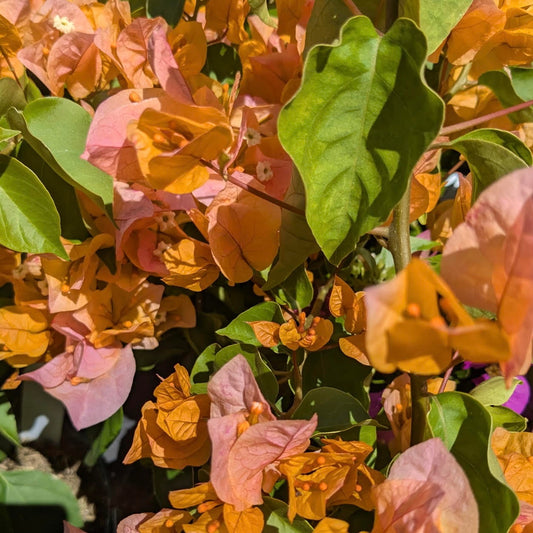 Bougainvillea 'California Gold'