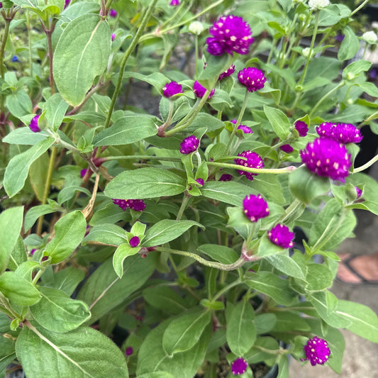 Gomphrenia globosa 'Globe Amaranth' (Bozu)