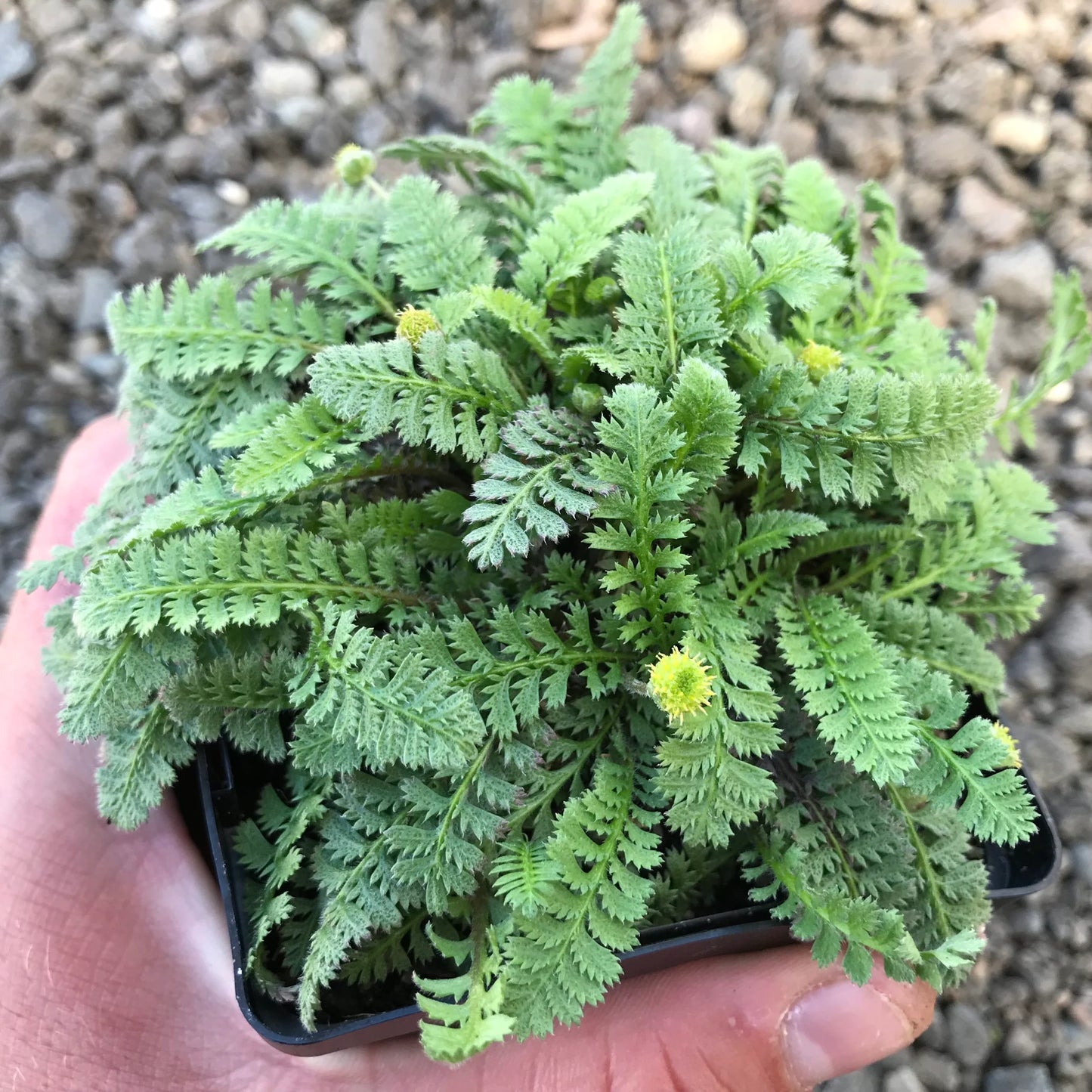 Leptinella squalida, 'Brass Buttons'