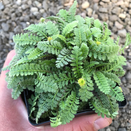 Leptinella squalida, 'Brass Buttons'