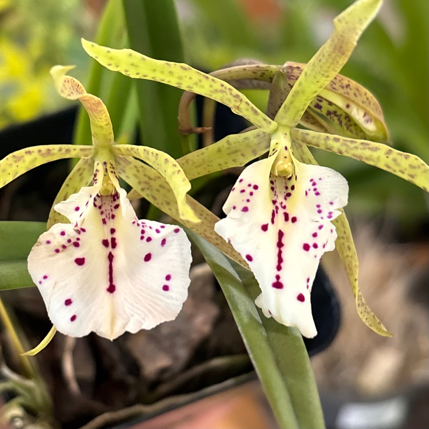 Cattleya Orchids