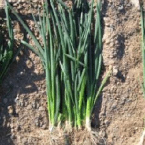 Onion, Bunching Green Thick WG Japan, Seeds