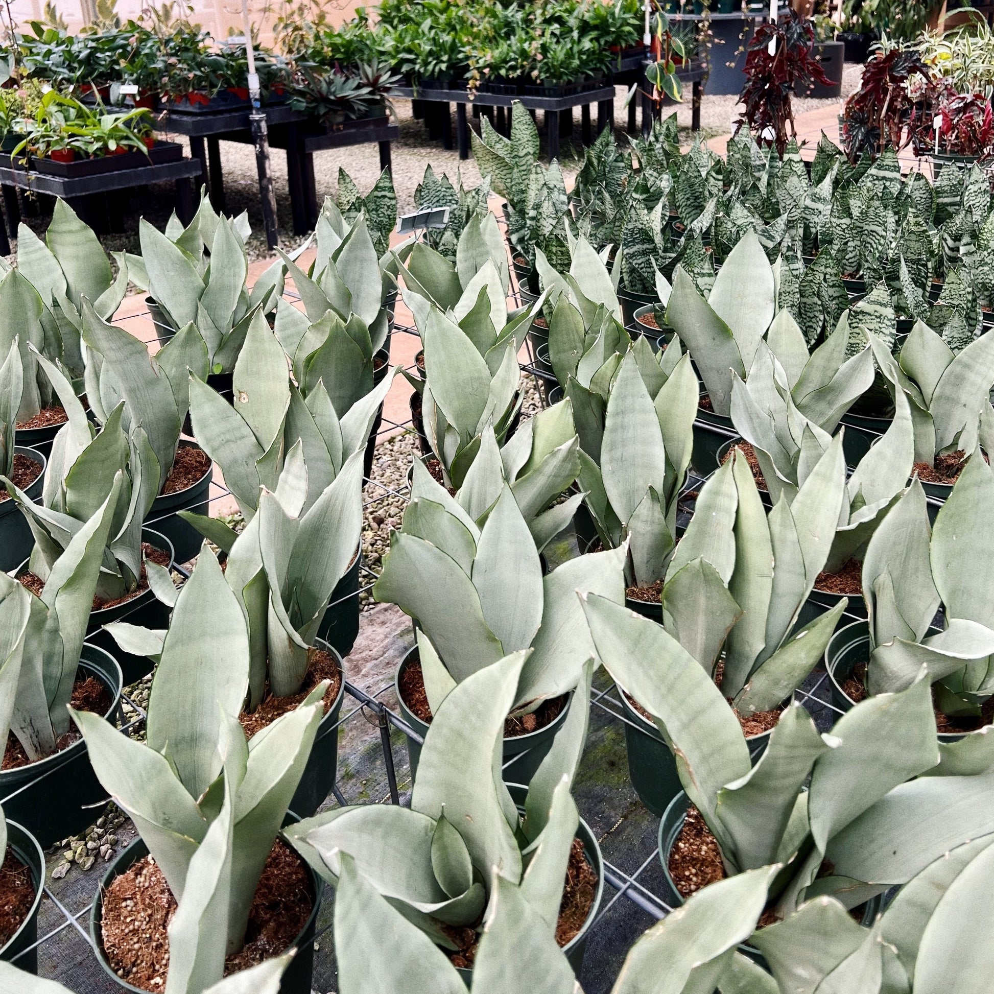 sansevieria moonglow Sansevieria trifasciata, "Moonshine"