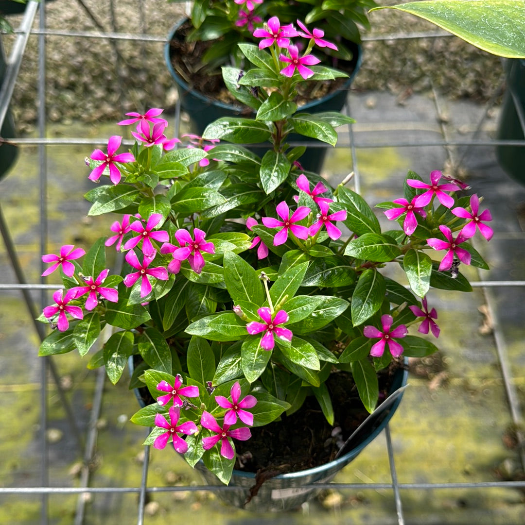 Catharanthus, "Lavender"