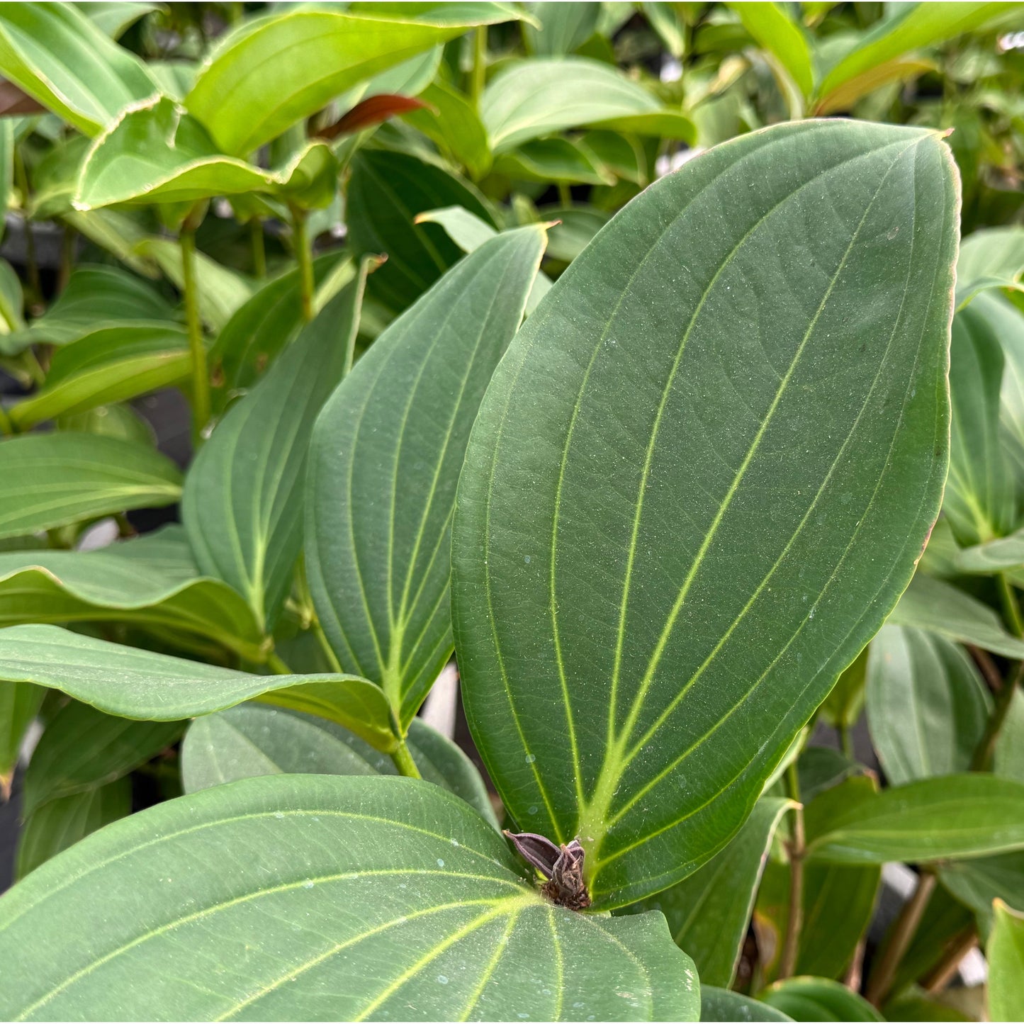Medinilla myriantha, "Malaysian Orchid"