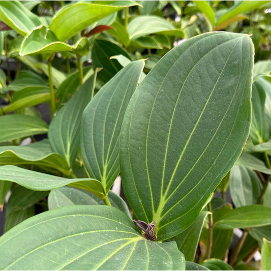 Medinilla myriantha, "Malaysian Orchid"