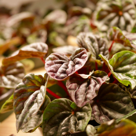 Peperomia, "Red Luna"