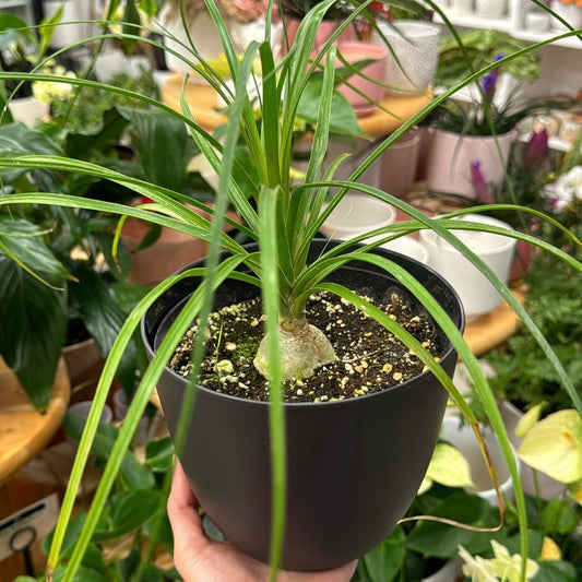 Ponytail Palm (AV)