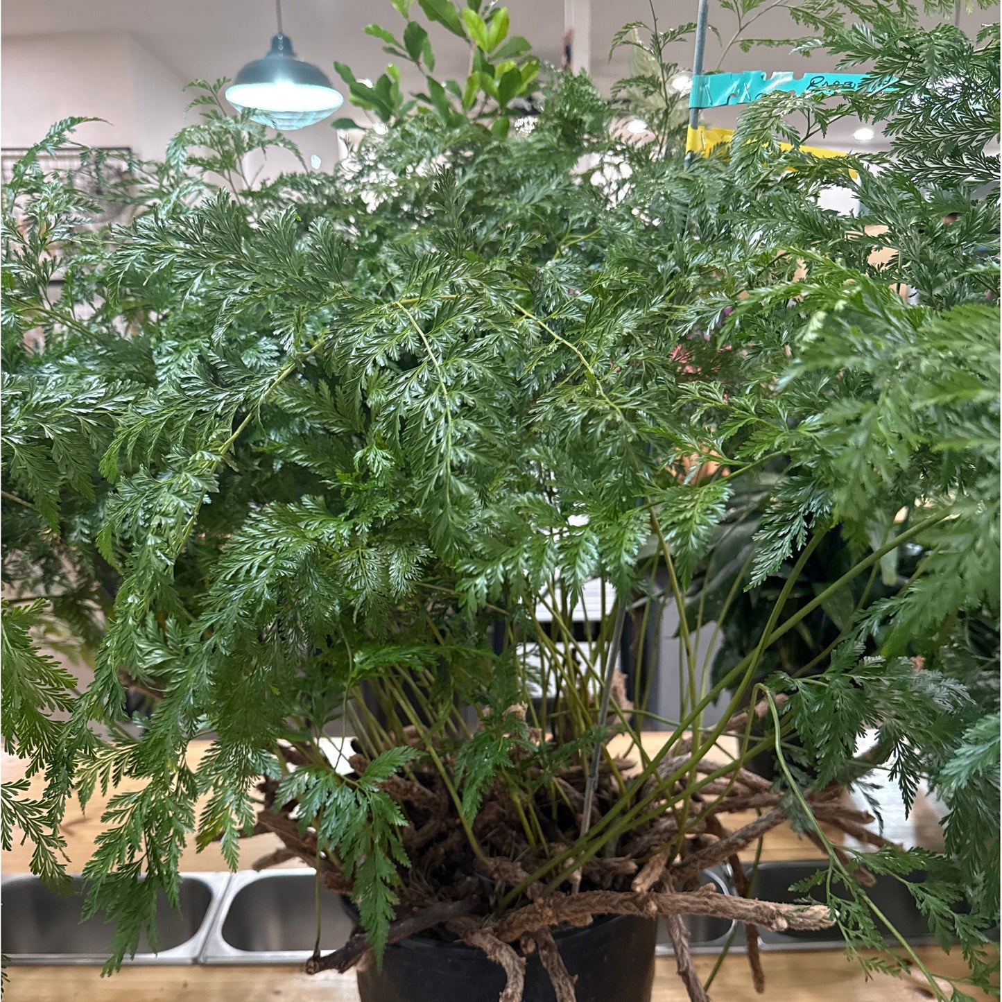 Fern, "Shinobu"