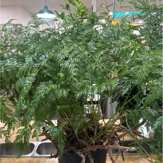 Fern, "Shinobu"