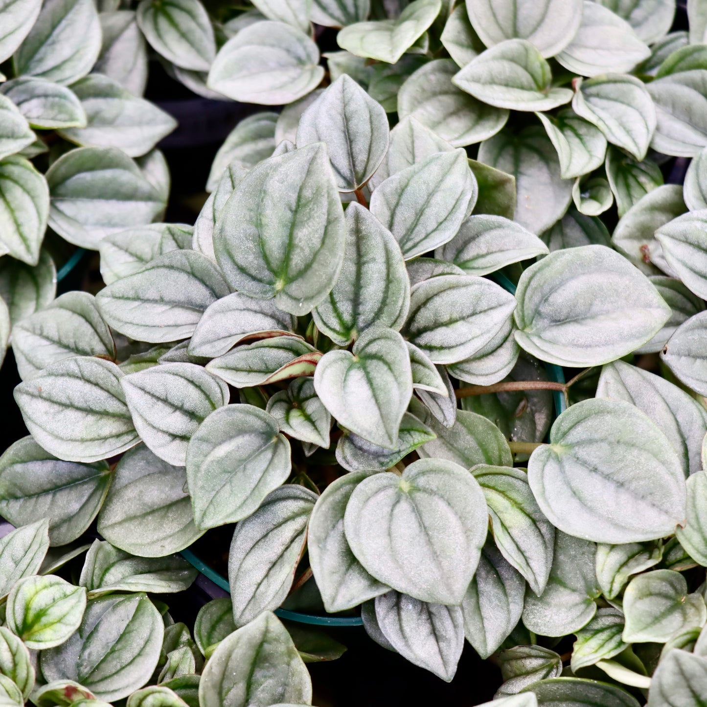 Peperomia Napoli