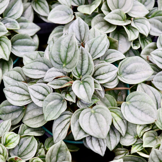 Peperomia Napoli