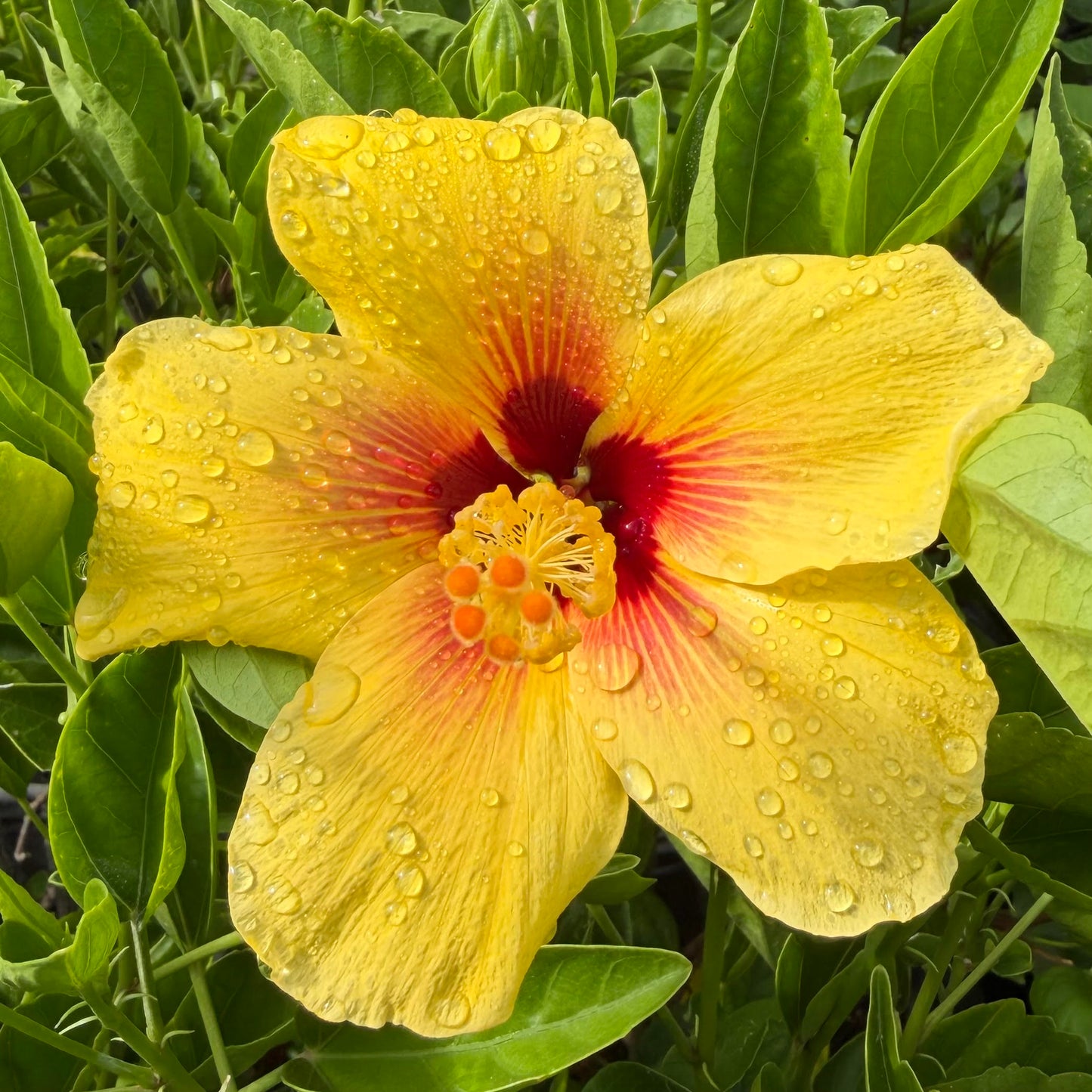 Hibiscus 'California Gold'