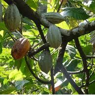Cacao tree